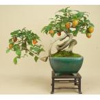 (送料無料)  老爺柿 / ローヤ柿（中品盆栽） (雑木盆栽 実物盆栽) (いよじ園 伊予路園)