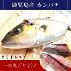 鹿児島県産カンパチ 約3.5kg 一本丸ごと(セミドレス)活〆