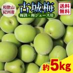 送料無料 梅酒用・梅ジュース用　古城梅 Lサイズ  約5kg 〜和歌山県紀州産の青いダイヤと呼ばれる希少な青梅