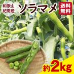 そら豆　送料無料　和歌山県産　ソラマメ  約2kg 甘みがありホクホクとした食感　4月中旬より順次発送　