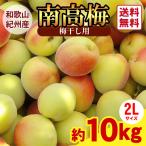 送料無料 梅干し用　紀州産南高梅 2Lサイズ 10kg 1箱 〜和歌山県の農協ＪＡ紀南より安全安心な青梅をお届けします