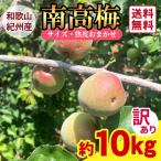 送料無料 <訳あり>紀州産南高梅 2Lサイズ 3Lサイズ 約10kg 1箱 ★サイズ・熟度おまかせ★ キズあり