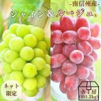 ぶどう シャインマスカット&クイーンルージュMIX 約1.2kg (各1房) Y024(冷蔵) ※9月中旬〜発送 送料無料 皮ごと食べられる マスカット