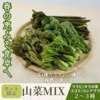  дикоросы MIX 2~3 вид Y731 4 месяц средний .~5 месяц средний . отправка Nagano юг Shinshu производство овощи дикоросы . прямая поставка от производителя свежий 