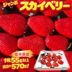  очень большой jumbo Sky Berry 1 упаковка примерно 570g 1 шарик 55g и больше Tochigi префектура производство JA прямая поставка подарок клубника клубника рефрижератор рейс бесплатная доставка . дерево . клубника сельское хозяйство . дерево . самец .