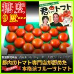 トマト フルーツトマト 糖度９度以上  約1ｋｇ 今季15玉～ 「君ちゃんトマト」 贈答用 贅沢品 栃木県 佐野市 熨斗 小ぶり