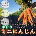 < есть перевод > земля имеется лист имеется Mini морковь 6kg в коробке 