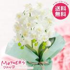 母の日 2026 プレゼント 花 ギフト アートフラワー 造花 ミニ 胡蝶蘭 3本立ち ホワイト 鉢花 花鉢 母の日ギフト おしゃれ かわいい 人気