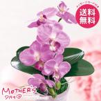 母の日 2026 プレゼント 花 ギフト アートフラワー 造花 胡蝶蘭 カラーズ フレッシュピンク 鉢花 母の日ギフト おしゃれ かわいい 人気