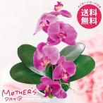 母の日 2026 プレゼント 花 ギフト アートフラワー 造花 胡蝶蘭 カラーズ ダークラベンダー 鉢花 母の日ギフト おしゃれ かわいい 人気