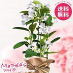 母の日 2026 プレゼント 花 ギフト 生花 マダガスカルジャスミン 4号 鉢植え 鉢花 花鉢 ホワイト 母の日ギフト おしゃれ かわいい 人気