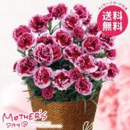 母の日 2026 プレゼント 花 ギフト 生花 カーネーション 5号 鉢植え 鉢花 花鉢 鉢植 プラムタルト 母の日ギフト おしゃれ かわいい 人気