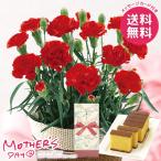 母の日 2026 プレゼント 花 ギフト 生花 花と スイーツ セット カーネーション レッド 4号 カステラ 母の日ギフト おしゃれ かわいい 人気