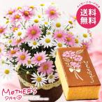 母の日 2026 プレゼント 花 ギフト 鉢植え 花鉢 鉢花 生花 スイーツ セット マーガレット 5号 カステラ お菓子 母の日ギフト おしゃれ かわいい 人気