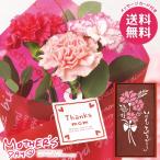 母の日 2026 プレゼント 花 ギフト カーネーション 花束 ブーケ 生花 スイーツ セット カステラ お菓子 焼き菓子 母の日ギフト おしゃれ かわいい 人気