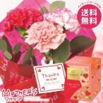 母の日 2026 プレゼント 花 ギフト カーネーション 花束 ブーケ 生花 スイーツ セット ゴディバ お菓子 個包装 母の日ギフト おしゃれ かわいい 人気