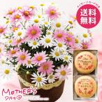 母の日 2026 プレゼント 花 ギフト 鉢植え 鉢花 生花 スイーツ セット マーガレット 5号 最中 お菓子 個包装 母の日ギフト おしゃれ かわいい 人気