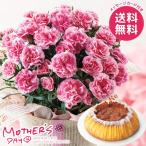 母の日 2026 プレゼント 花 ギフト カーネーション 鉢植え 花鉢 鉢花 生花 スイーツ セット 5号 ピンク お菓子 母の日ギフト おしゃれ かわいい 人気