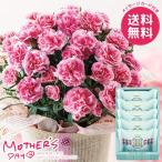 母の日 2026 プレゼント 花 ギフト カーネーション 鉢植え 鉢花 生花 スイーツ セット 5号 ピンク 銀のぶどう 母の日ギフト おしゃれ かわいい 人気