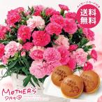 母の日 2026 プレゼント 花 ギフト カーネーション 鉢植え 鉢花 生花 スイーツ セット 5号 ピンク どら焼き 母の日ギフト おしゃれ かわいい 人気