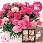 母の日 2026 プレゼント 花 ギフト カーネーション 鉢植え 鉢花 生花 スイーツ セット 5号 ピンク お菓子 母の日ギフト おしゃれ かわいい 人気 FMQ-04C
