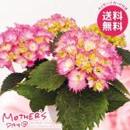 母の日 2026 プレゼント 花 ギフト 鉢植え 花鉢 鉢花 生花 アジサイ鉢植 4号 アジサイ 紫陽花 4号鉢 星なでしこ 母の日ギフト おしゃれ かわいい 人気