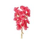 東京堂ジュディスイトピーバンドルラ...