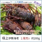 天然伊勢海老活 1尾約200g　お中元・ギフト　千葉南房総