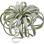 ASCA造花グレイグリーン全長33...