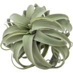 POSHLIVINGキセログラフィ...