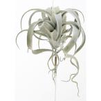 ascaキセログラフィカグレイグリ...