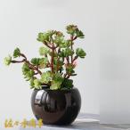 インテリア グリーン サボテン 観葉植物 卓上サイズ フェイクグリーン 多肉植物 室内用 人工観葉植物 水やり不要のホーム 鉢植え 鉢植え