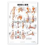 「諸関節と靭帯」 医学ポスター ポスター立体 B2サイズ  人体解剖学図ポスター 医学チャート 　