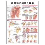「肩関節の構造と損傷」医学ポスター ポスターB3サイズ  人体解剖学図ポスター 医学チャート