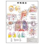 「呼吸器系」医学ポスター ポスターB2サイズ  人体解剖学図ポスター 医学チャート 　