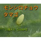 モンシロチョウのタマゴ　モンシロチョウの卵販売 　ホッカブリ爺さんのお店　学校教材　学校教材モンシロチョウ　学校教材モンシロチョウの卵