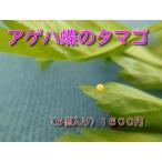 キアゲハチョウの卵  アゲハ蝶のタマゴ    アゲハ蝶のタマゴ