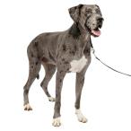 PetSafe домашнее животное safe jentoru Leader head цвет quick release (XL черный )