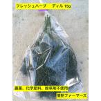  Kanagawa prefecture production fresh herb [ dill ]15g pesticide, chemistry fertilizer, weedkiller un- use ( herb tea vegetable salad raw business use spice )