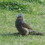 KALINE20EDYRK23 Y= Hermes B^2 of =A*C Esmeralda/'slown Mason[CD][ возвращенный товар вид другой A]