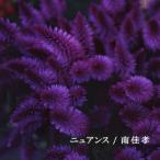 nyu Anne s/ Minami Yoshitaka [CD][ возвращенный товар вид другой A]