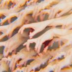 ショッピング日食 ミメーシス(通常盤)/日食なつこ[CD]【返品種別A】