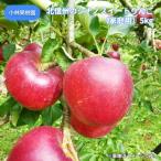 �k�M�B�̃V�i�m�X�C�[�g��񂲁i�ƒ�p�j�T���� ��������