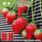 完熟朝摘みスカイベリー イチゴ　いちご 送料込み 280g×2