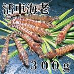 活車海老　３００ｇ