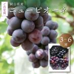 ニューピオーネ訳ありご自宅用3〜6...