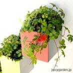 壁掛けプランター ハンギングプランター ウォールプランンター 寄せ植え ハンギング　ガーデニング　hacotocoシリーズ「 cobaco  コバコ 」Mサイズ　