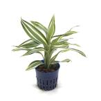 ハイドロカルチャー 観葉植物の通販 価格比較 価格 Com