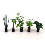 オアシス苗 観葉植物/ハイドロカルチャー/水耕栽培/インテリアグリーン