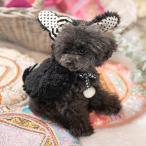 数量限定マイメロメロうさぎケープブ...